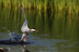 Whiskered Tern (Chlidonias hybridus)
