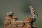 Little Owl (Athene noctua)