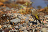 Yellow Wagtail (Motacilla- ?)