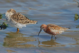 Curlew Sandpiper (Calidris ferruginea)