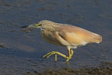 Squacco Heron (Ardeola ralloides)