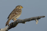 Corn Bunting (Miliaria calandra)
