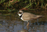 Little Ringed Plover (Charadrius dubius)