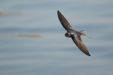 Barn Swallow (Hirundo rustica)
