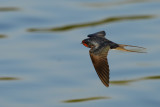 Barn Swallow (Hirundo rustica)