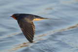 Barn Swallow (Hirundo rustica)