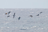 Yelkouan Shearwater - (Puffinus yelkouan)