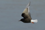 White-winged Black Tern (Chlidonias leucopterus)