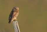 Little Owl (Athene noctua)