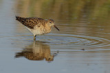 Ruff (Philomachus pugnax)