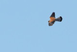 Lesser Kestrel (Falco naumanni)