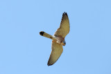 Lesser Kestrel (Falco naumanni)