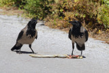 Hooded Crow (Corvus cornix)
