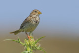 Corn Bunting (Miliaria calandra)