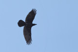 Northern Raven (Corvus corax)