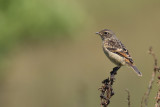 European Stonechat - Saxicola rubicola