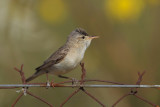 Olivaceous Warbler - Hippolais pallida