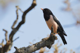 Rose-coloured Starling (Sturnus roseus)