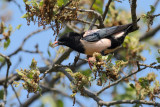 Rose-coloured Starling (Sturnus roseus)