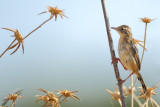 Zitting Cisticola - (Cisticola juncidis)