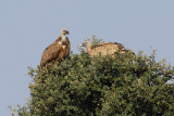 Griffon Vulture (Gyps fulvus)