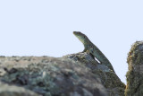 Ocellated Lizard  (Timon lepidus or Lacerta lepida)