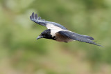 Hooded Crow (Corvus cornix)