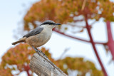 Rock Nuthatch (Sitta neumayer)