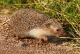 Southern White-breasted Hedgehog - Erinaceus concolor
