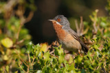 Eastern Subalpine Warbler (Sylvia cantillans ssp. albistriata)