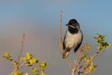Rüppell's Warbler (Sylvia rueppelli)