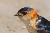 Red-rumped Swallow (Cecropis daurica rufula)