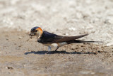 Red-rumped Swallow (Cecropis daurica rufula)