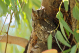 European Scops Owl (Otus scops)