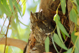 European Scops Owl (Otus scops)
