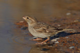 Spanish Sparrow (Passer hispaniolensis)