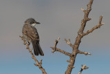 Eastern Orphean Warbler (Sylvia crassirostris)
