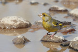 Greenfinch (Carduelis chloris)