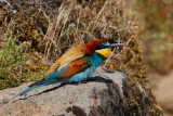 European Bee-eater (Merops apiaster) 