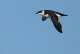 Razorbill (Alca torda)