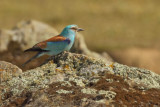 European Roller (Coracias garrulus) 