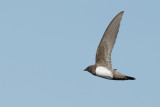 Alpine Swift (Tachymarptis melba) 