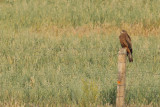 Black Kite (Milvus migrans) 