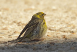 European Serin (Serinus serinus)