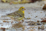 European Serin (Serinus serinus)