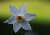 narcissus