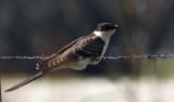 Kuifkoekoek / Great Spotted Cuckoo / Clamator glandarius