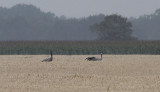 Kraanvogel / Common Crane / Grus grus