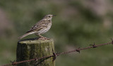 Graspieper / Meadow Pipit / Anthus pratensis