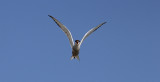 Visdief / Common Tern / Sterna hirundo